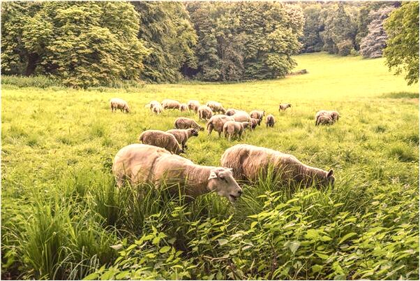 夢見小孩掉進廁所裡面有黑水是吉兆嗎?_周公解夢官網