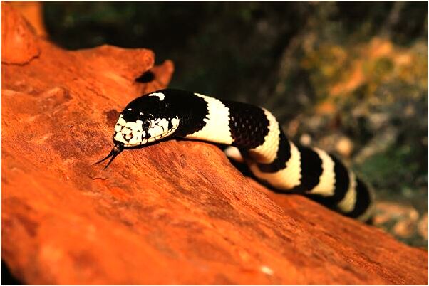 夢見很多非常舊的公車是什麼意思?_周公解夢官網