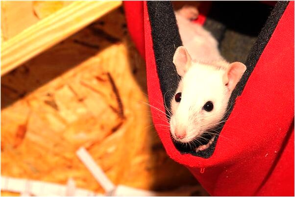 夢見鬼纏身和鬼吵架會怎么樣_周公解夢官網