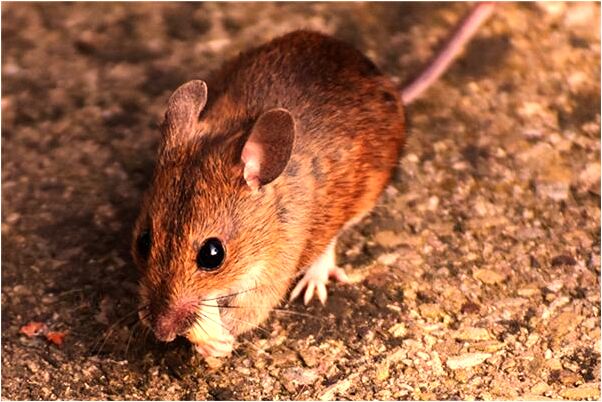 夢到四條蛇在火是什麼意思_周公解夢官網