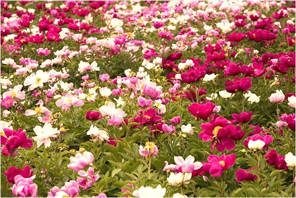 夢到了父親年輕了許多歲有何寓意_周公解夢官網