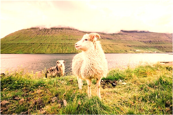 夢到許多西瓜預兆了什麼嗎_周公解夢官網