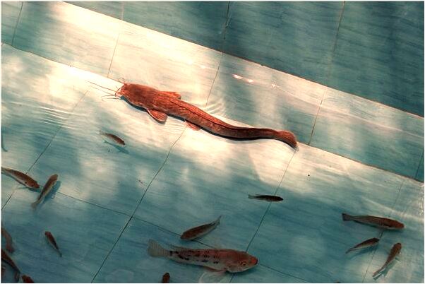 夢見不認識的人追我是什麼預兆_周公解夢官網