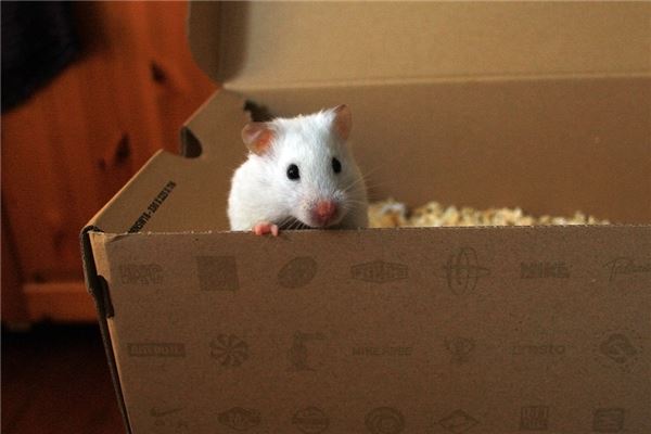 2020年屬什麼生肖婚配_十二生肖