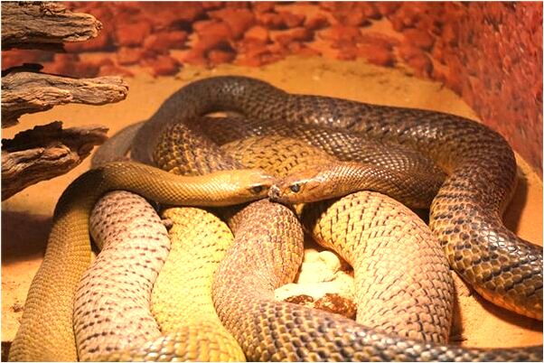 夢到了女朋友身材好什麼預兆_周公解夢官網