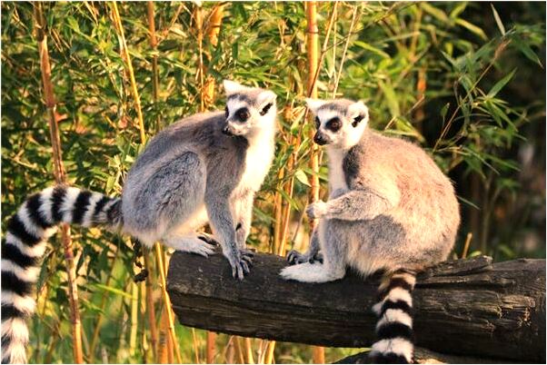 夢見姑媽去世有什麼寓意嗎？_周公解夢官網