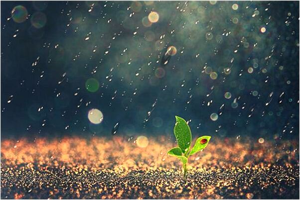 夢到貓生了一堆小貓被我送人啥意思_周公解夢官網