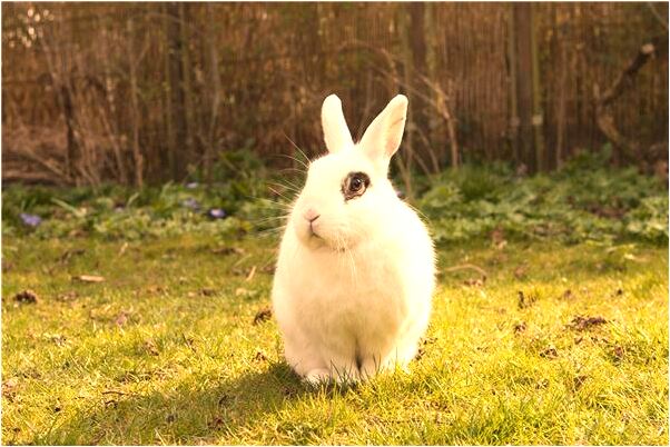 夢到了被野獸咬出血是什麼啟示_周公解夢官網