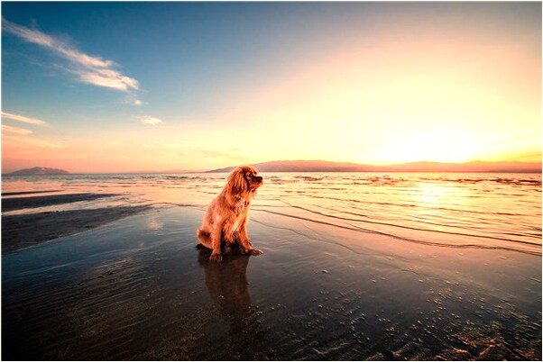 夢見飛機蟲代表什麼_周公解夢官網