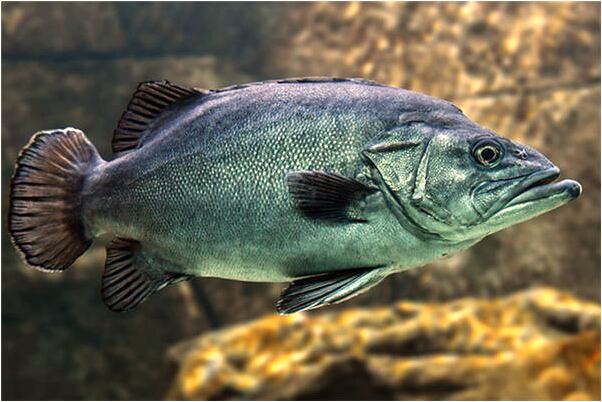 夢見挖很多花生是什麼兆頭_周公解夢官網