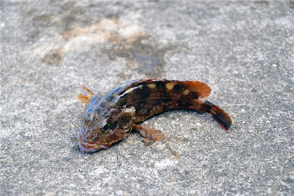 夢見娃娃魚是什麼意思_周公解夢