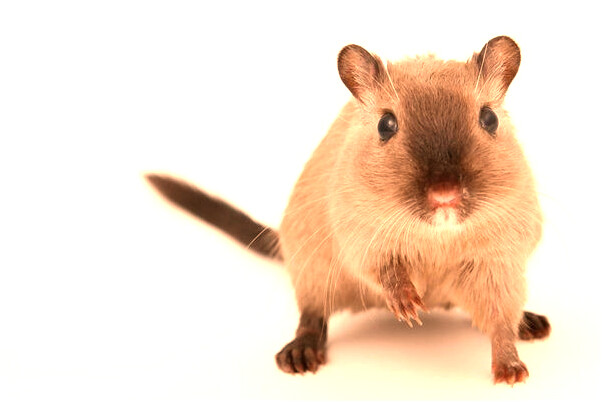 夢到和自己喜歡的男的做愛代表什麼_周公解夢官網