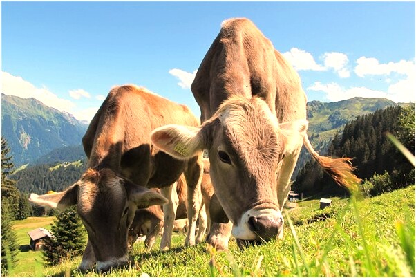 夢到了爸爸禽獸般的親吻我預示什麼_周公解夢官網