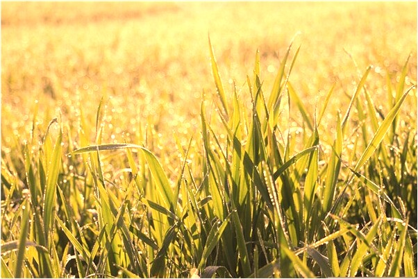 夢見別人給你送竹板好不好_周公解夢官網