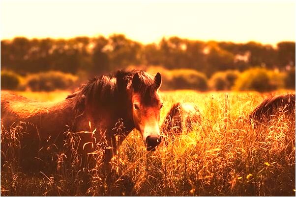 夢見大鯉魚噴水是凶兆還是吉兆_周公解夢官網