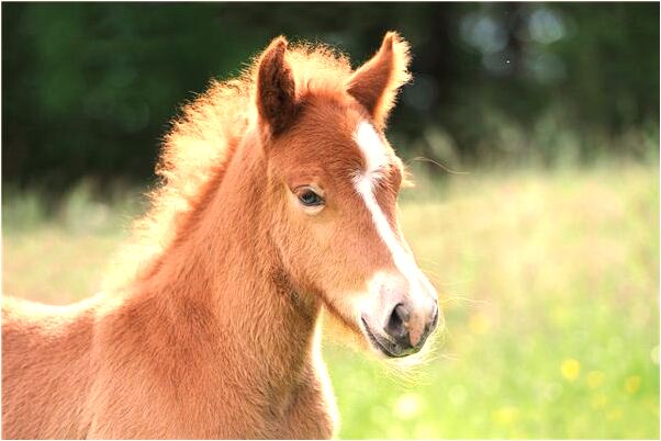 夢到了鯉魚海龜綠鞋子怎么回事_周公解夢官網