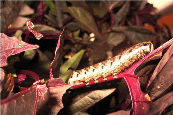 夢到了鬧翻了的朋友和我和好了是不是好的徵兆呢_周公解夢官網