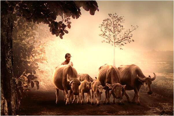 夢到種棉麻子有什麼意義嗎_周公解夢官網