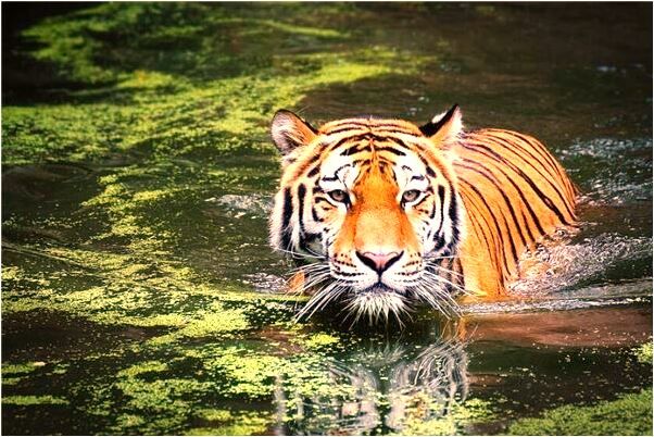 夢到老是自己爬山是咋回事_周公解夢官網