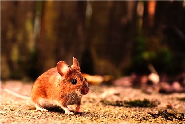 夢見為什麼我每晚都要有什麼寓意嗎_周公解夢官網