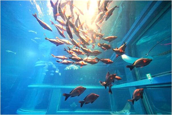 夢到了好多快要死的人怎么回事_周公解夢官網