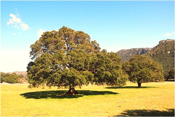 夢到了兩條蛇跟我一起玩預示著什麼_周公解夢官網