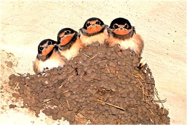 夢到自己持刀砍人是什麼啟示_周公解夢官網