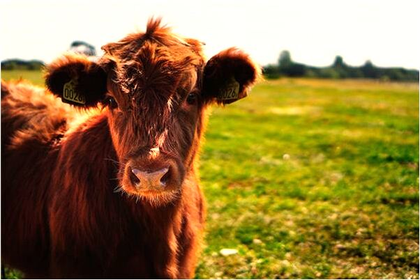 夢到牙被別人打掉是什麼徵兆_周公解夢官網