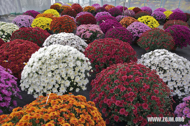 夢見自己家著火_周公解夢夢到自己家著火是什麼意思_做夢夢見自己家著火好不好_周公解夢官網