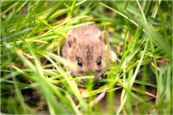 夢到女兒被失蹤是啥意思_周公解夢官網
