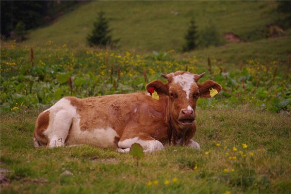 屬相牛年份性格特點_十二生肖