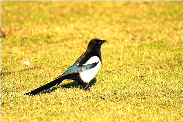 夢見坐在視窗是好事還是壞事_周公解夢官網