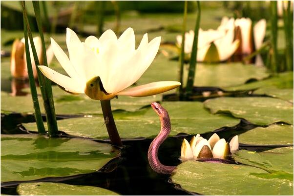 夢見一邊神一邊鬼是什麼徵兆_周公解夢官網