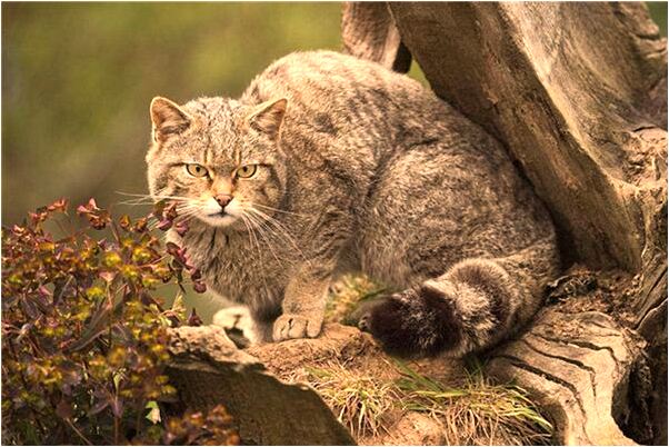 夢到了富豪男子追自己有什麼含義_周公解夢官網