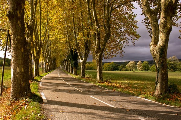 夢見泡桐樹是什麼徵兆_周公解夢