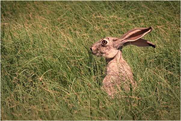 夢見朋友變成了短髮是什麼徵兆_周公解夢官網