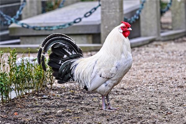 93年屬雞女的運程2021年_十二生肖