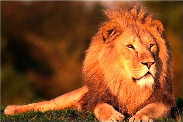 夢到滿地紅鞭炮意味什麼_周公解夢官網