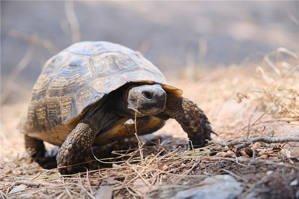 夢見釣到大烏龜意味著什麼_周公解夢