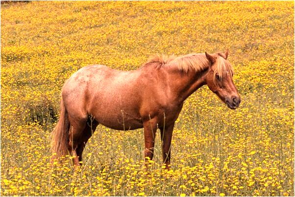 夢到了身上都是螞蟻和蜈蚣有何寓意_周公解夢官網