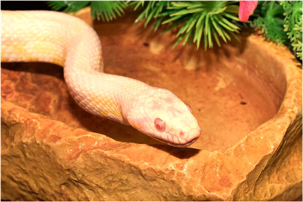 夢見被一隻烤熟的狗咬預示什麼_周公解夢官網