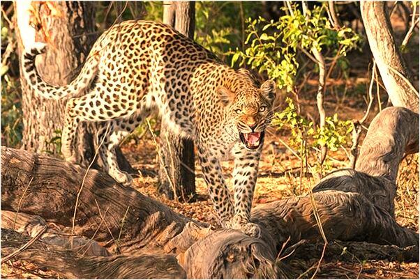 夢見我爸錢被騙了有什麼意思嗎_周公解夢官網