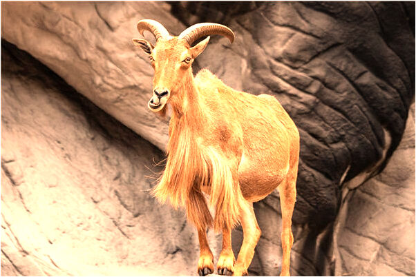 夢到了肛門生蛆有什麼預兆_周公解夢官網