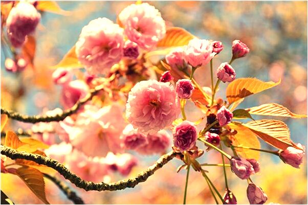 夢到自己沒飯吃是好是壞_周公解夢官網