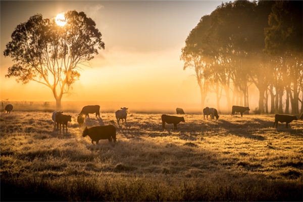 夢見牛馬是什麼意思_周公解夢