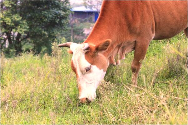 夢到耳朵出里有蛇是凶兆還是吉兆_周公解夢官網