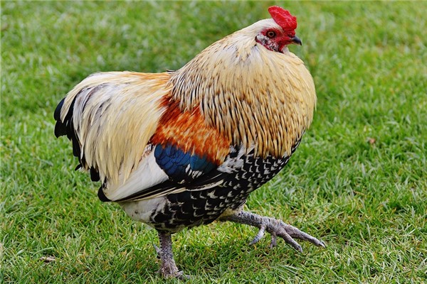 夢見雞，是啥預兆_周公解夢