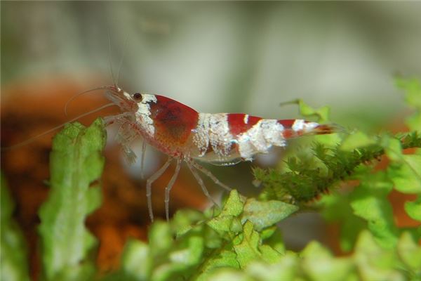 夢到了吃小蝦代表著什麼_周公解夢