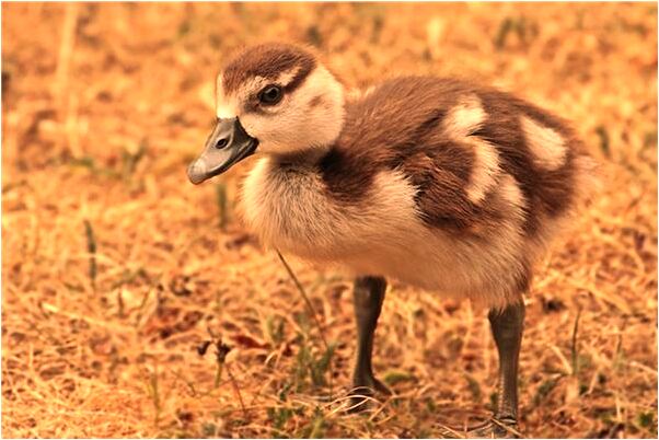 夢到和一女舍友愛愛怎么樣_周公解夢官網