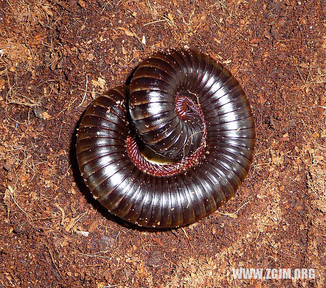 夢見棗落一地_周公解夢夢到棗落一地是什麼意思_做夢夢見棗落一地好不好_周公解夢官網